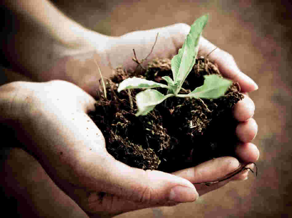 seedling.