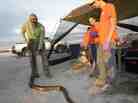 Bill Booth stretches out a dead Burmese python caught during Florida's "Python Challenge" on Jan. 19.