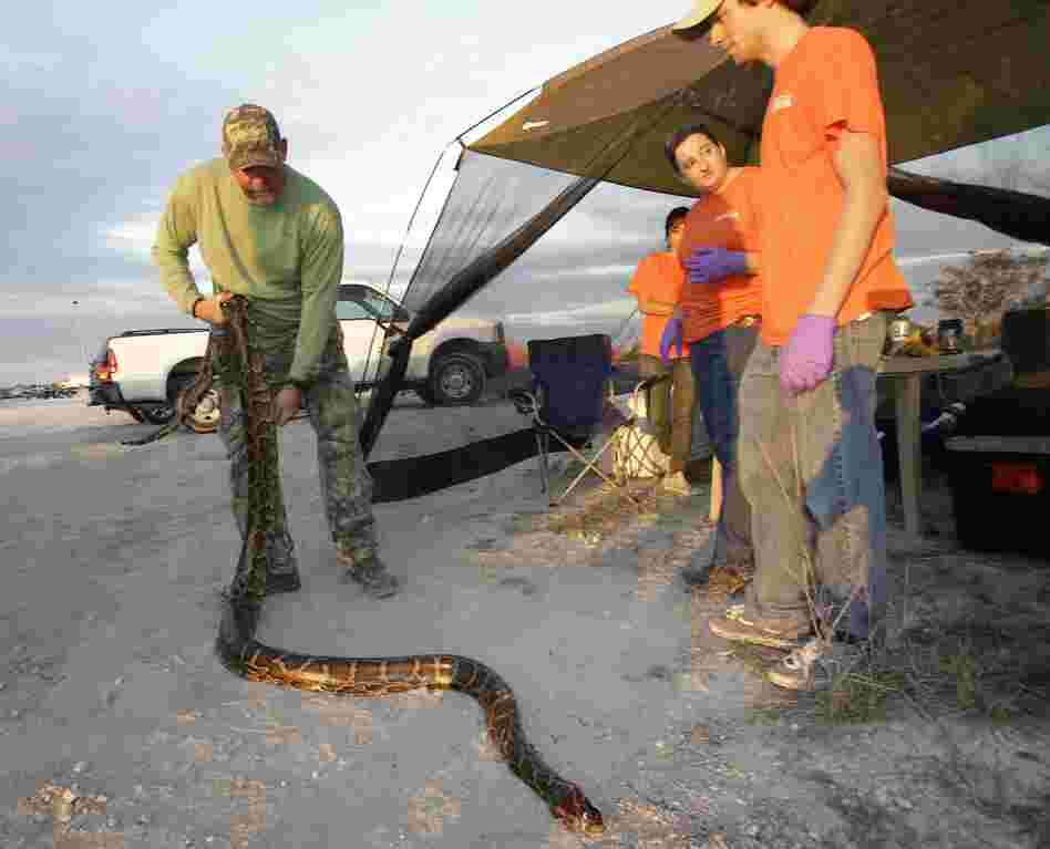 Bill Booth stretches out a dead Burmese python caught during Florida's "Python Challenge" on Jan. 19.