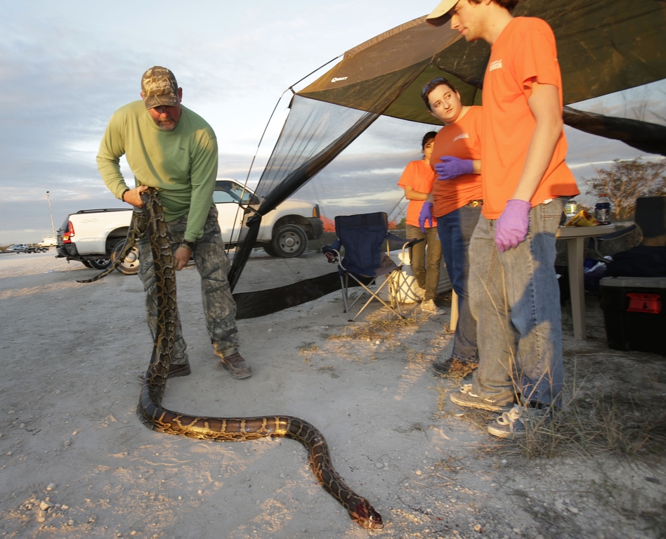 Bill Booth stretches out a dead Burmese python caught during Florida's 