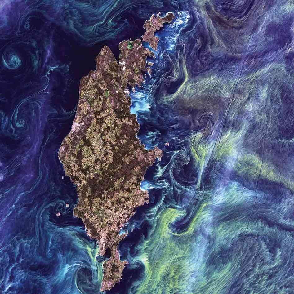 Phytoplankton Bloom, Baltic Sea, 2005 Massive congregations of greenish phytoplankton swirl in the dark water around Gotland, a Swedish island in the Baltic Sea. Phytoplankton are microscopic marine plants that form the first link in nearly all ocean food chains. Blooms of phytoplankton, occur when deep currents bring nutrients up to sunlit surface waters.