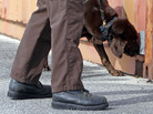 A Miami-Dade narcotics detector canine gives a demonstration in 2011. The Supreme Court ruled Tuesday that courts should generally consider a drug dog's sniff as reliable if the dog has passed a certified training program that includes controlled performance tests. A Miami-Dade narcotics detector canine gives a demonstration in 2011. The Supreme Court ruled Tuesday that courts should generally consider a drug dog's sniff as reliable if the dog has passed a certified training program that includes controlled performance tests.