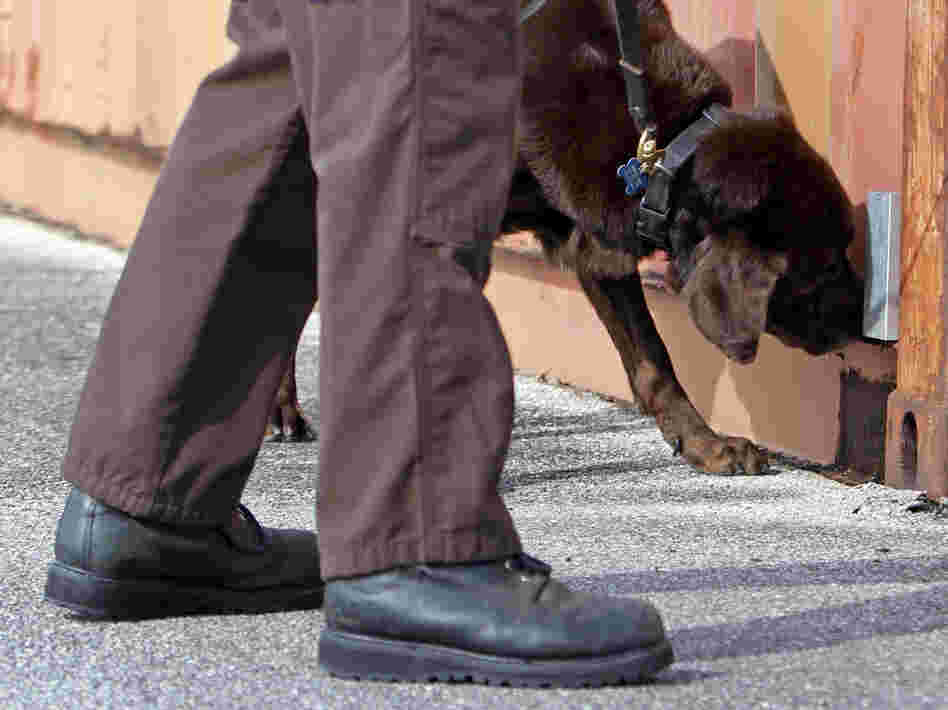 A Miami-Dade narcotics detector canine gives a demonstration in 2011. The Supreme Court ruled Tuesday that courts should generally consider a drug dog's sniff as reliable if the dog has passed a certified training program that includes controlled performance tests.