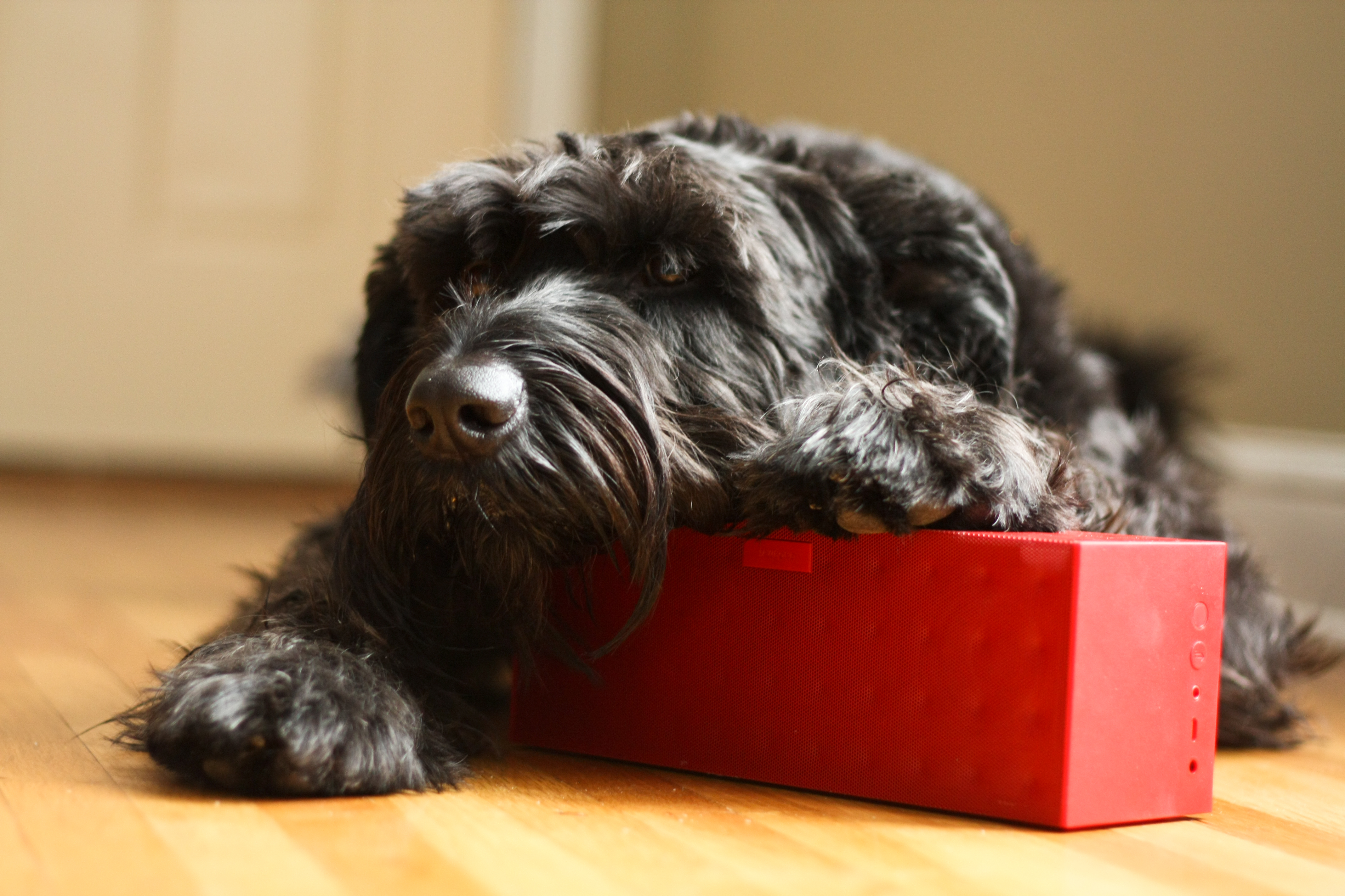 "Molly the Giant Schnauzer listens to Minnesota Public Radio's KNOW."