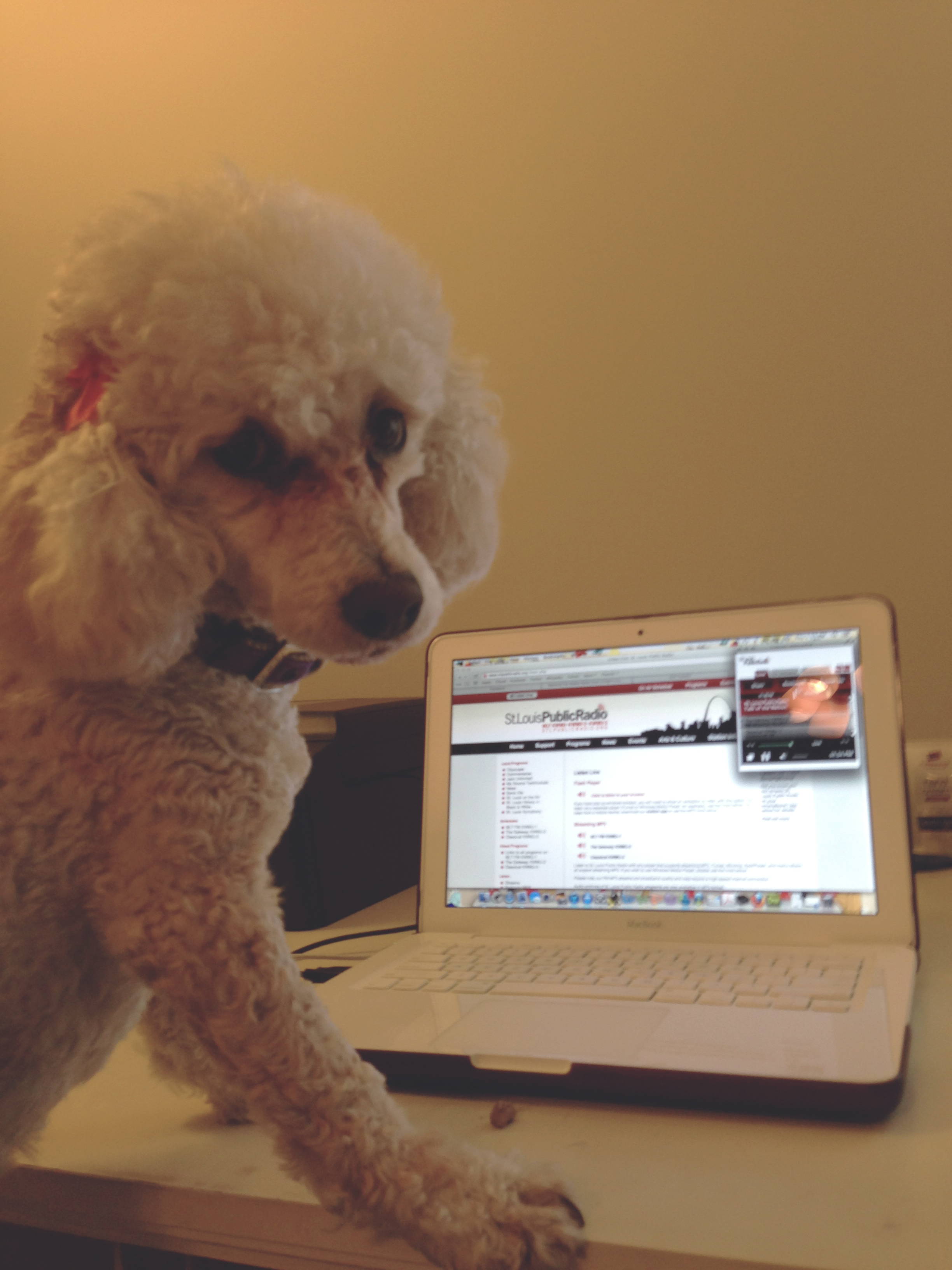 "Cambridge stays up-to-date with all the news by listening to St. Louis Public Radio 90.7 KWMU."