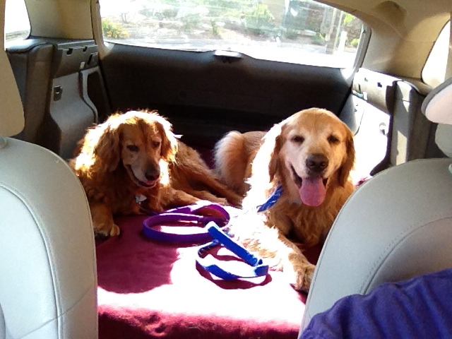 "Zoey (left) and Gus (right) have NPR as the soundtrack to their life. Pictured here, we're listening to Weekend Edition on our way to the dog park. We support several NPR stations (KTEP, KRWG, KCCU and WBEZ), but here, we're listening to KTEP 88.5 in El Paso, TX."
