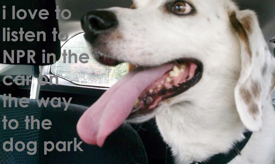 "This is Elvis. He loves WUNC in North Carolina."