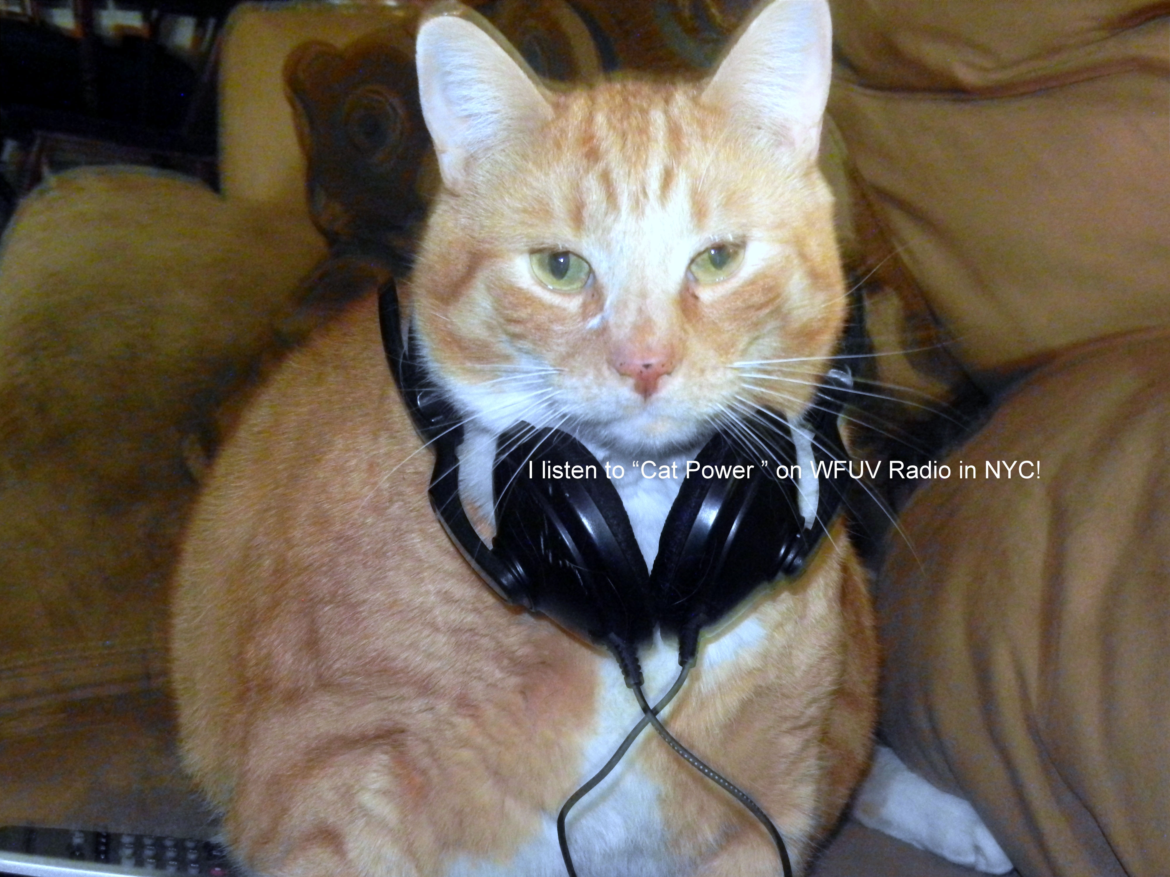 "My cat, Sunny Boy, listens to NPR on WFUV in New York City. His favorite artist is Cat Power, but I know he also likes Dr. Dog!"