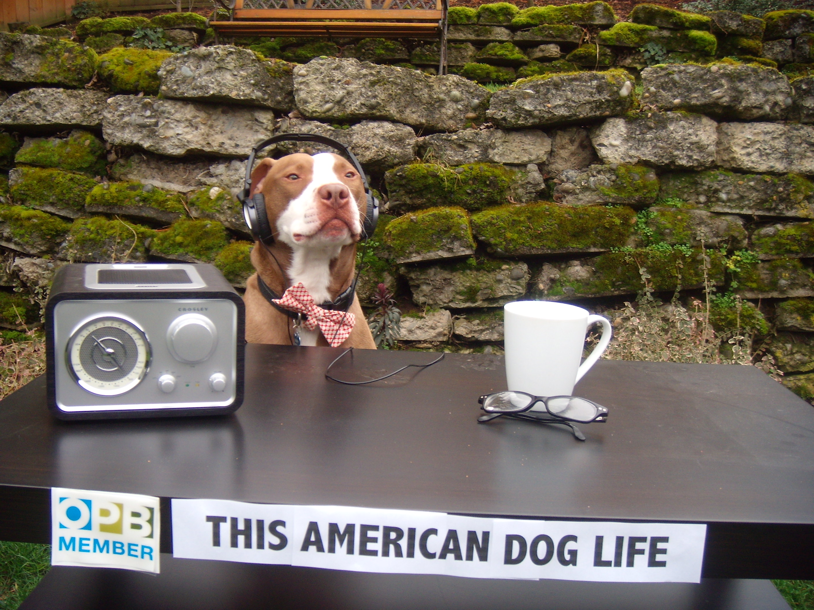 "Sparky listens to today's theme of This American (Dog) Life on his NPR station KOPB in Portland, Oregon."