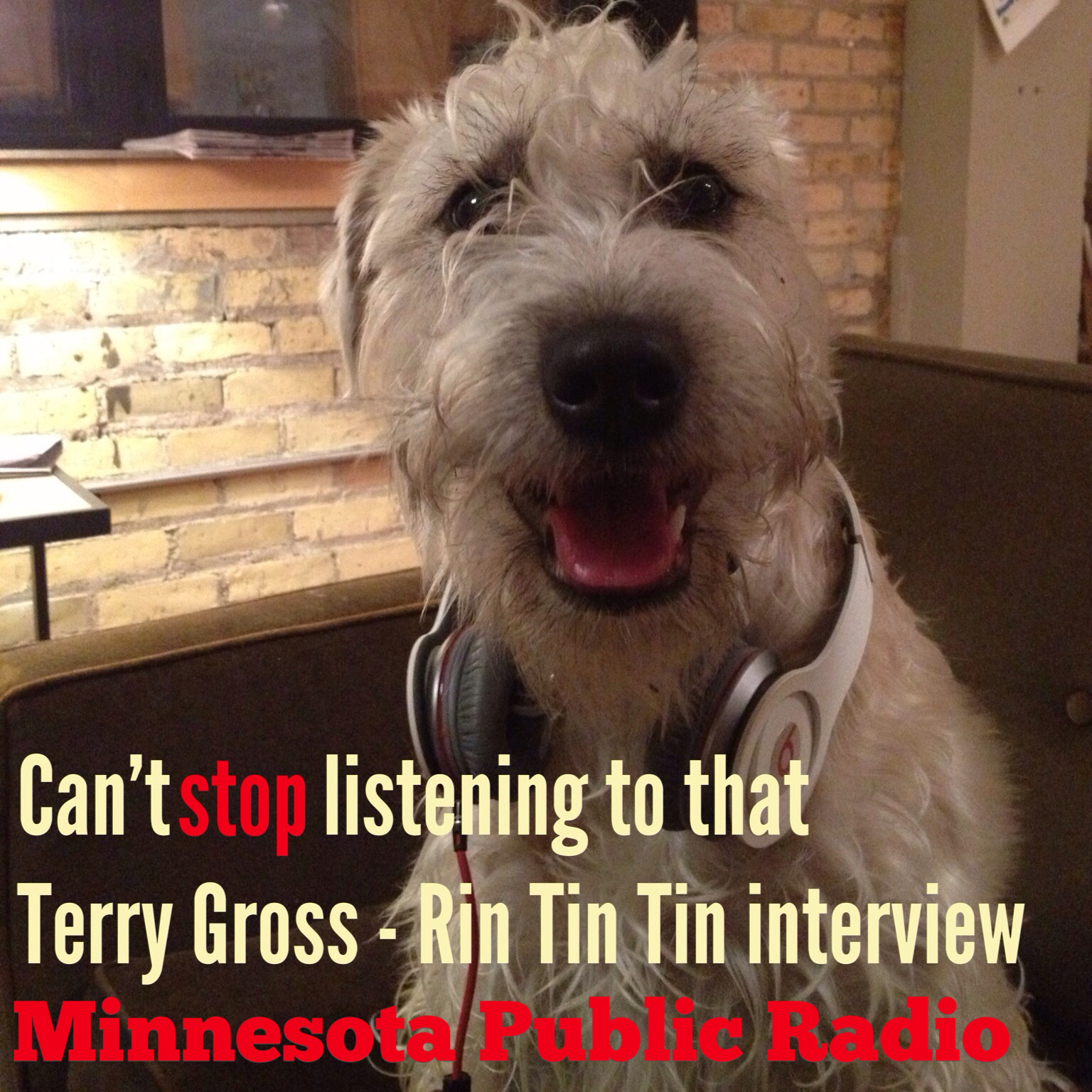 "Clary belongs to two members of Minnesota Public Radio. She's a huge fan of the Classical stream and Fresh Air."