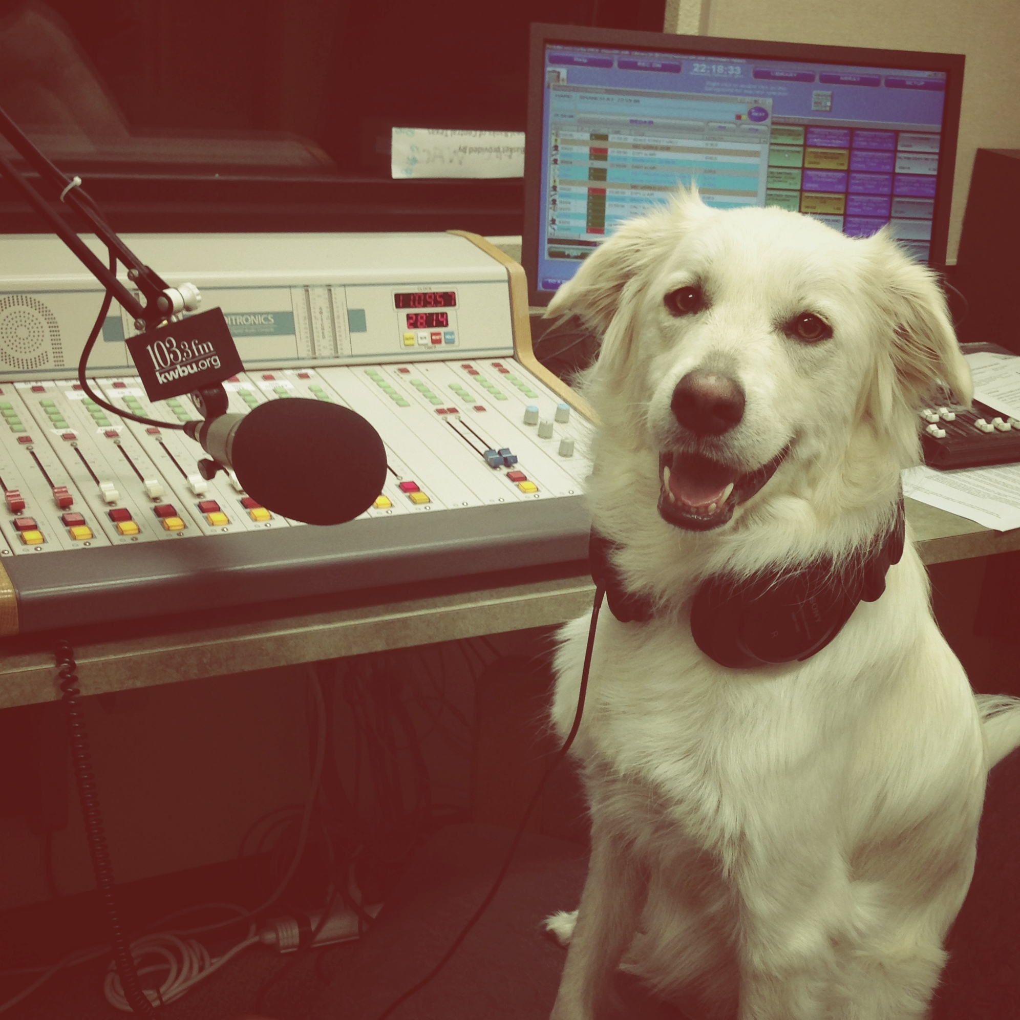 "Evie loves that her owner is an NPR member so she can guest host all her favorite shows! KWBU FM in Waco [Texas] is Evie's NPR!"