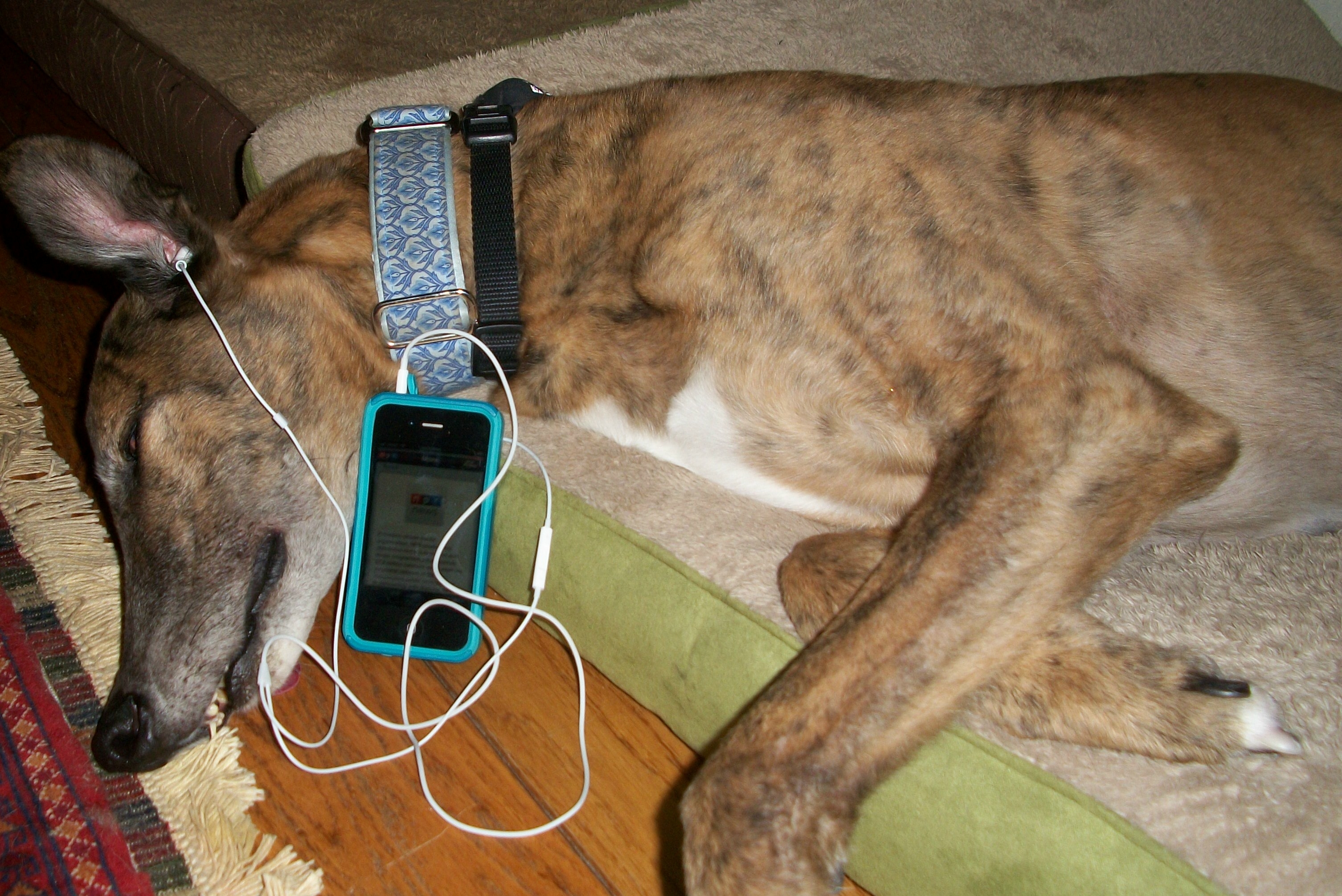 Can you finish this limerick? "Badger is truly an NPR chap; On the go, he uses the app!; KQED [San Carlos, CA] is his favorite station, From Wait Wait...Don't Tell Me! to Talk of the Nation; But now it's time for his ____."