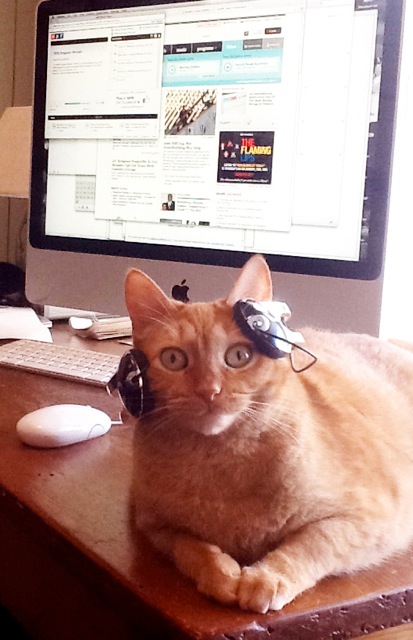 "Audrey's favorite thing to do is take over my desk and listen to NPR. She is pictured here plugged into NPR.org but we also listen to NPR Member station WBEZ in Chicago."