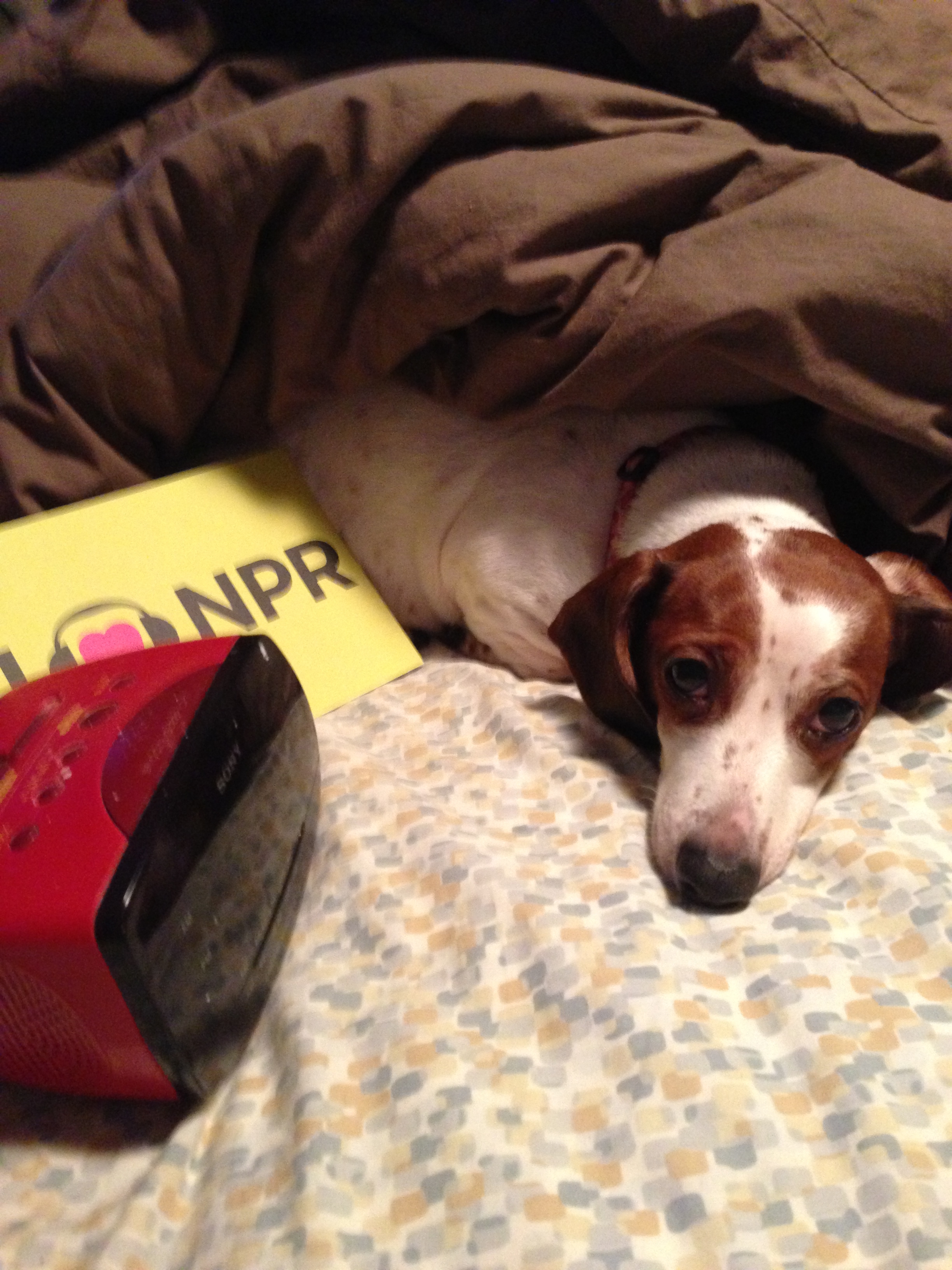 "Dolly listening to WUOT in Knoxville, TN."