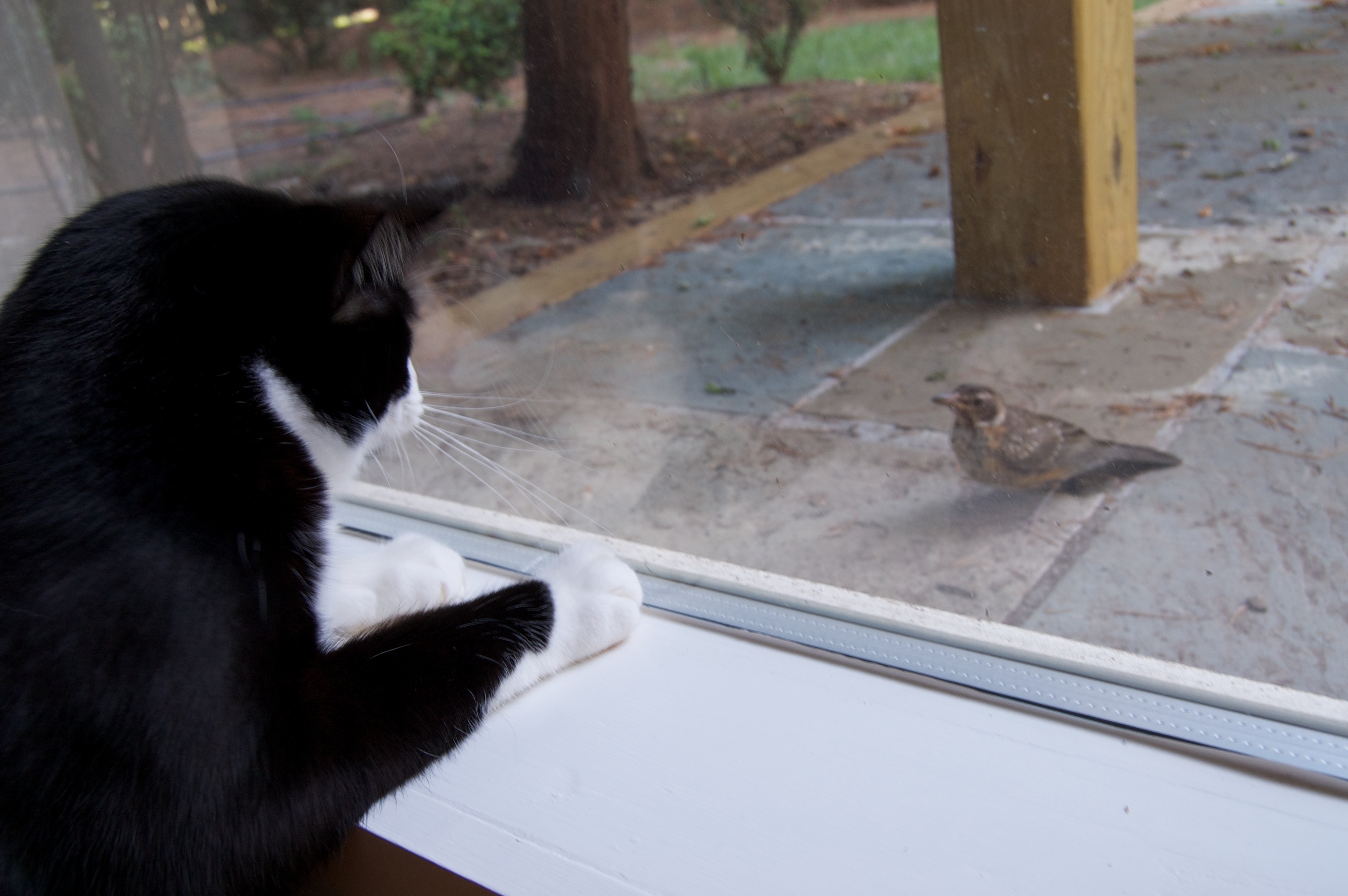 "Willie tells everyone to listen to NPR: 'Hey, little bird, tune into WAMU [Washington, D.C.].'  Note: This is not two pets--the bird is a free agent."