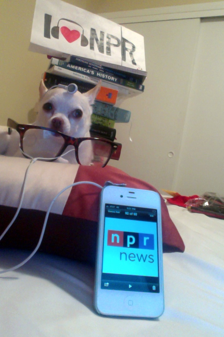 "Fifi just isn't like other Chihuahuas in town. This Oklahoma born native loves the dog beaches in Southwest Florida and among other things tuning into NPR (WGCU; WMKO) in her private library."
