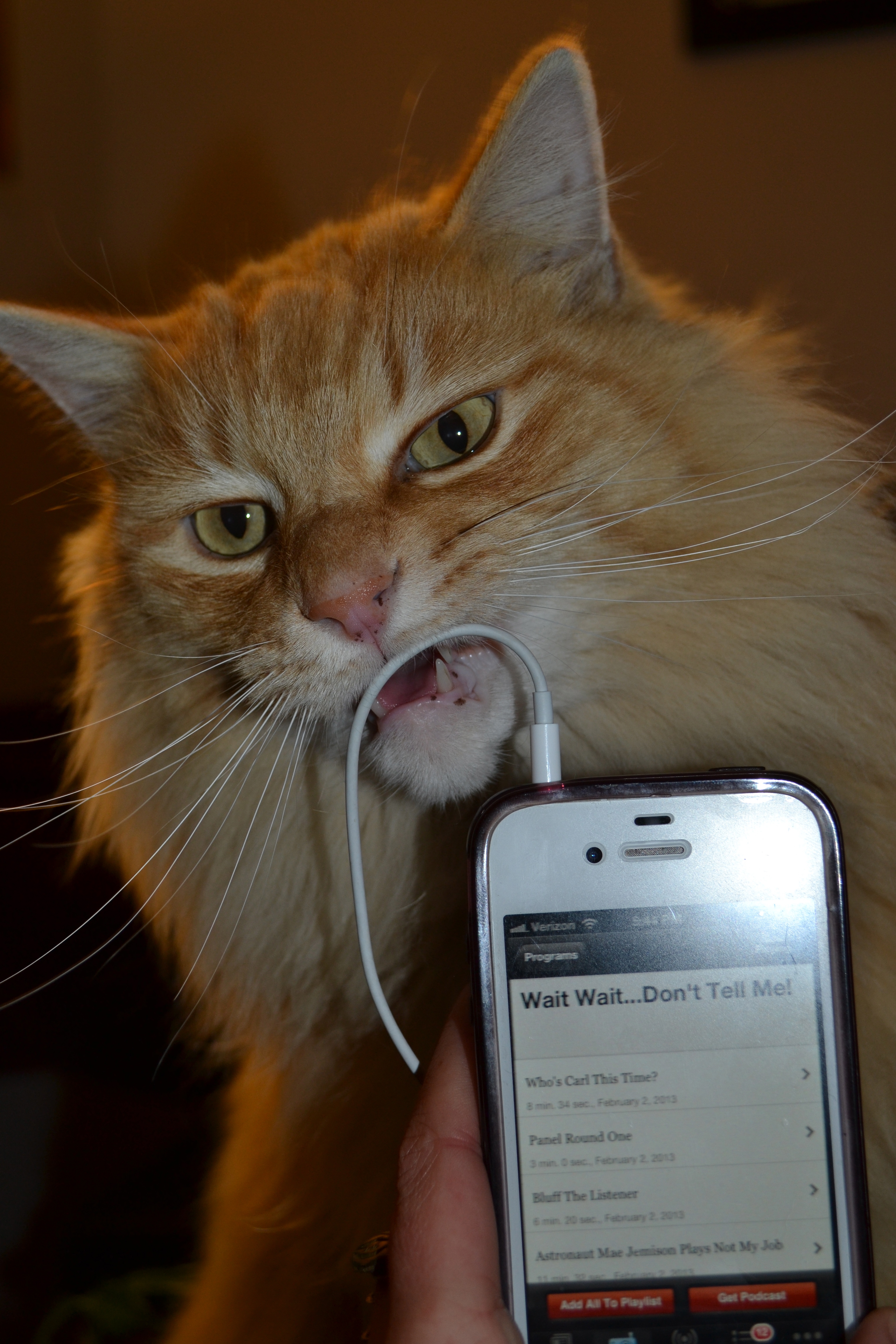 Tang enjoys a daily helping of Boulder, CO, Member station KGNU.