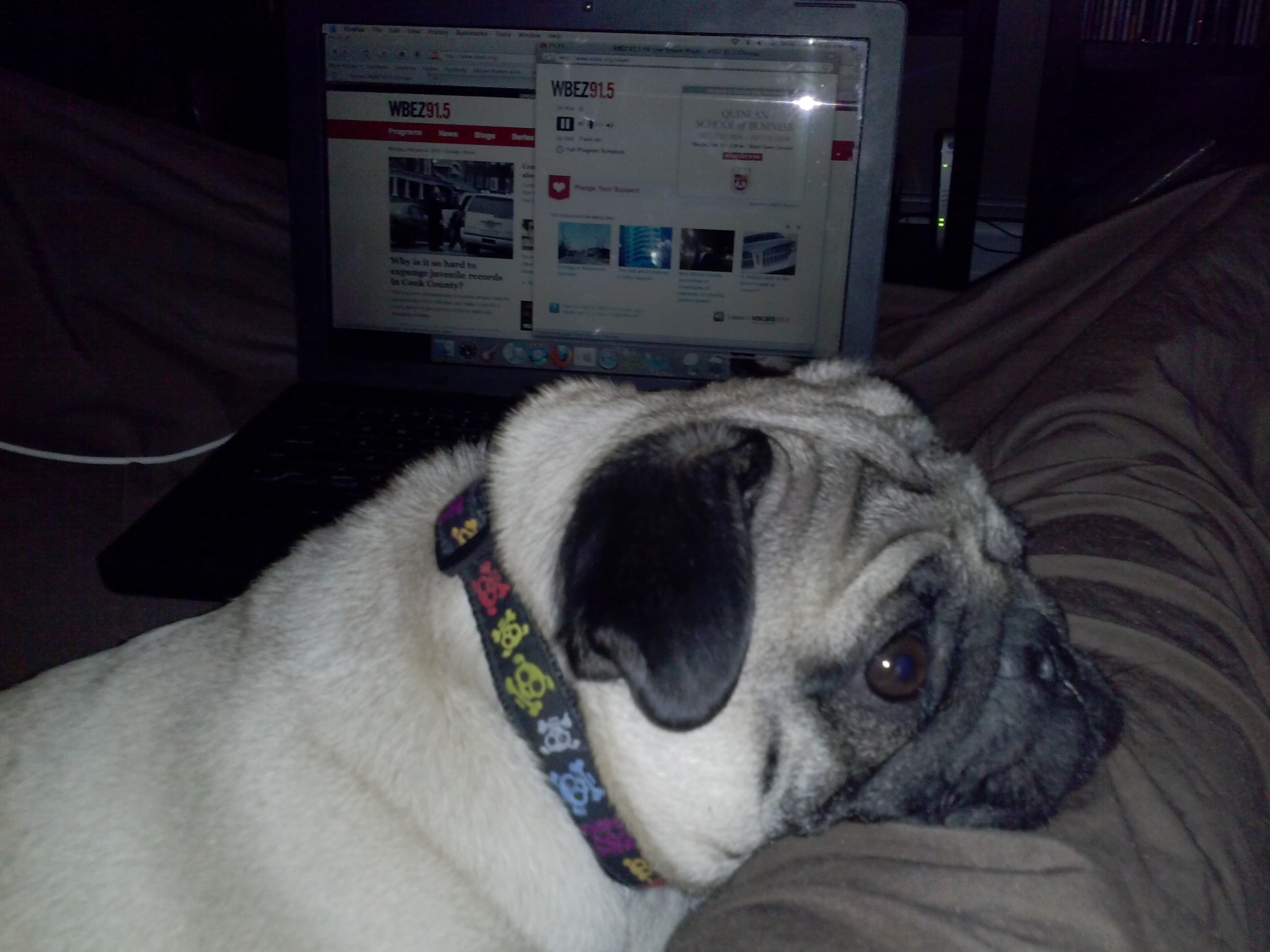 "This is Morty Paquin. He is a huge fan of This American Life and Wait Wait...Don't Tell Me! from WBEZ Chicago."
