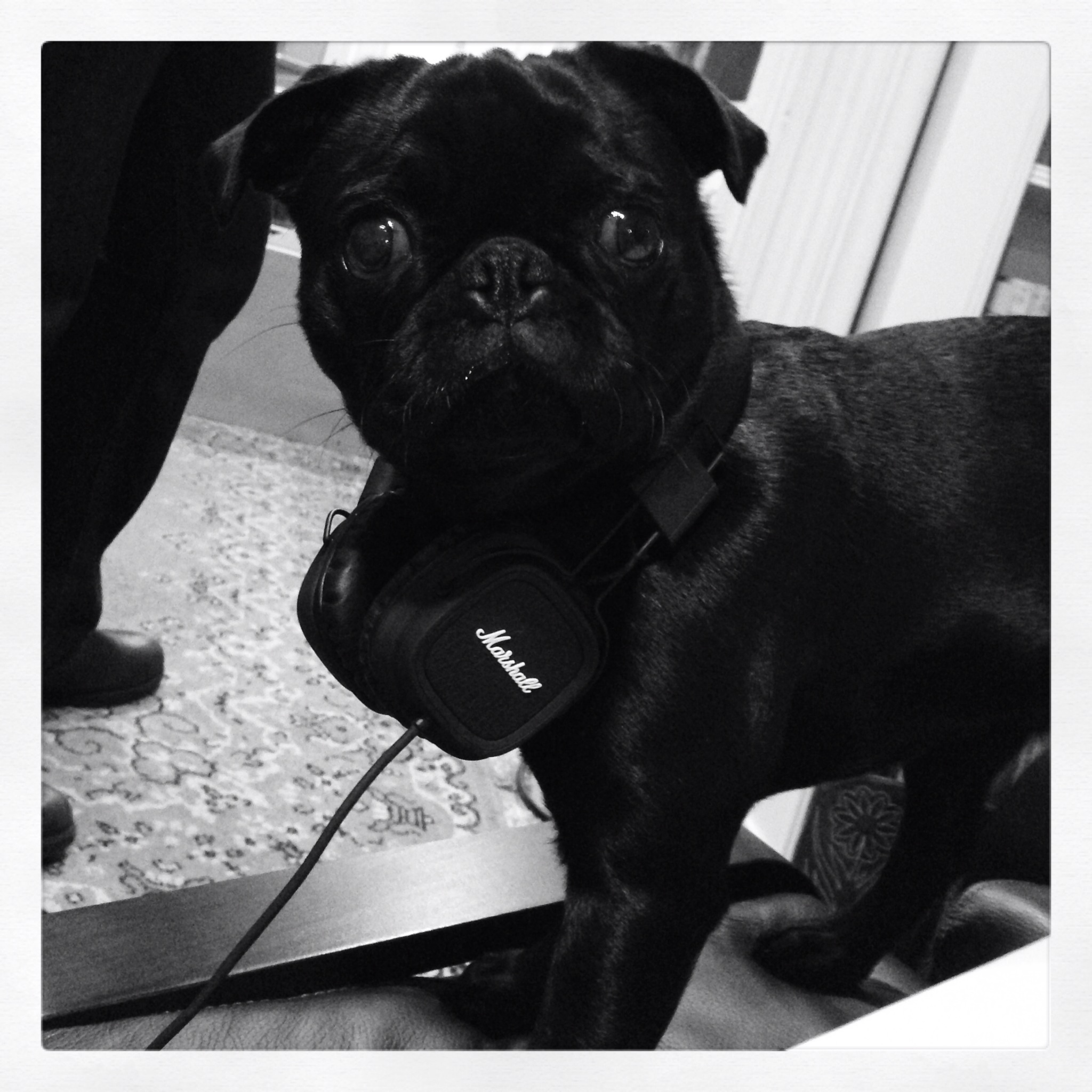 "Poppy the pug is a big Marketplace morning fan."