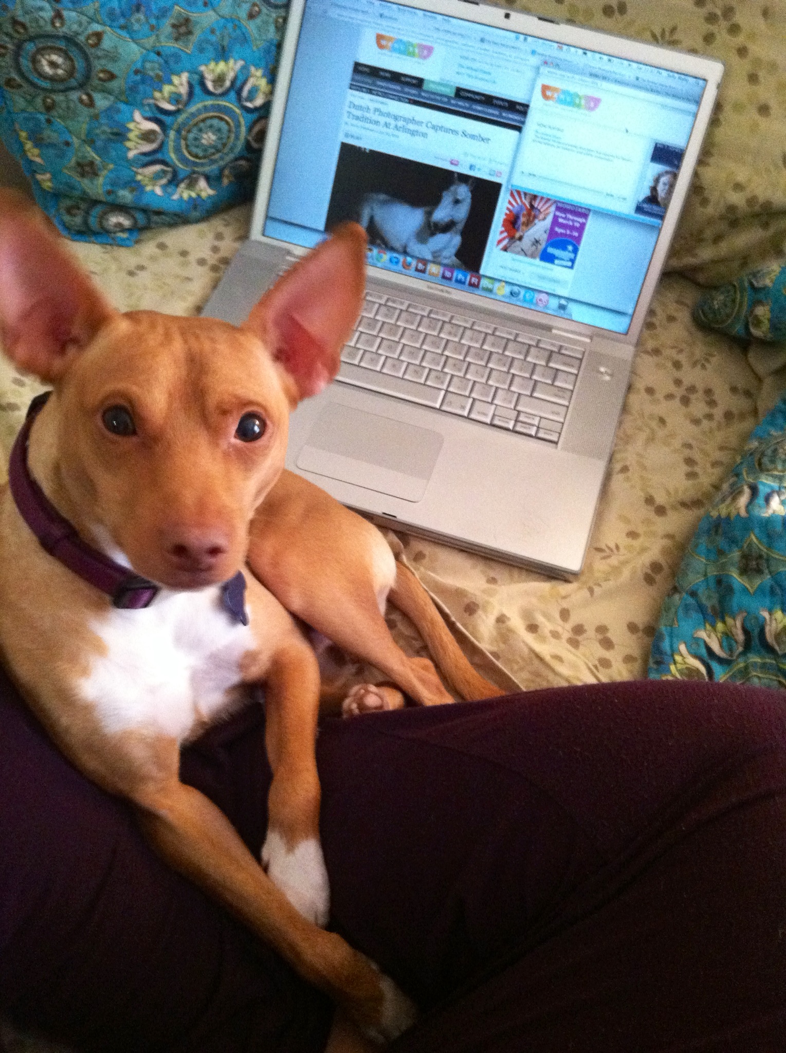 "Abutiu Rex Canus, a Basenji-MinPin mix adopted from City Dogs Rescue, enjoys a lazy Saturday morning listening to The Animal House on WAMU in Washington, D.C. His master, Sally Maier of Eckington, D.C., loves The Kojo Nnamdi Show and On The Media."