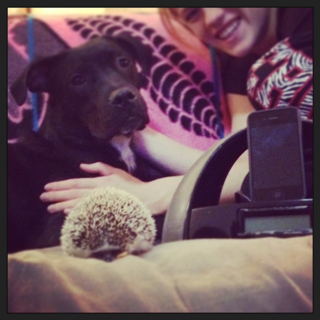 "Penelope the hedgehog and Bogart the news-hungry pup make for a unique pairing of pets. Both are avid fans of Washington D.C.'s NPR station 88.5 WAMU though, and they refuse to listen to anything else when getting ready for a work day or during sleepy weekend mornings."