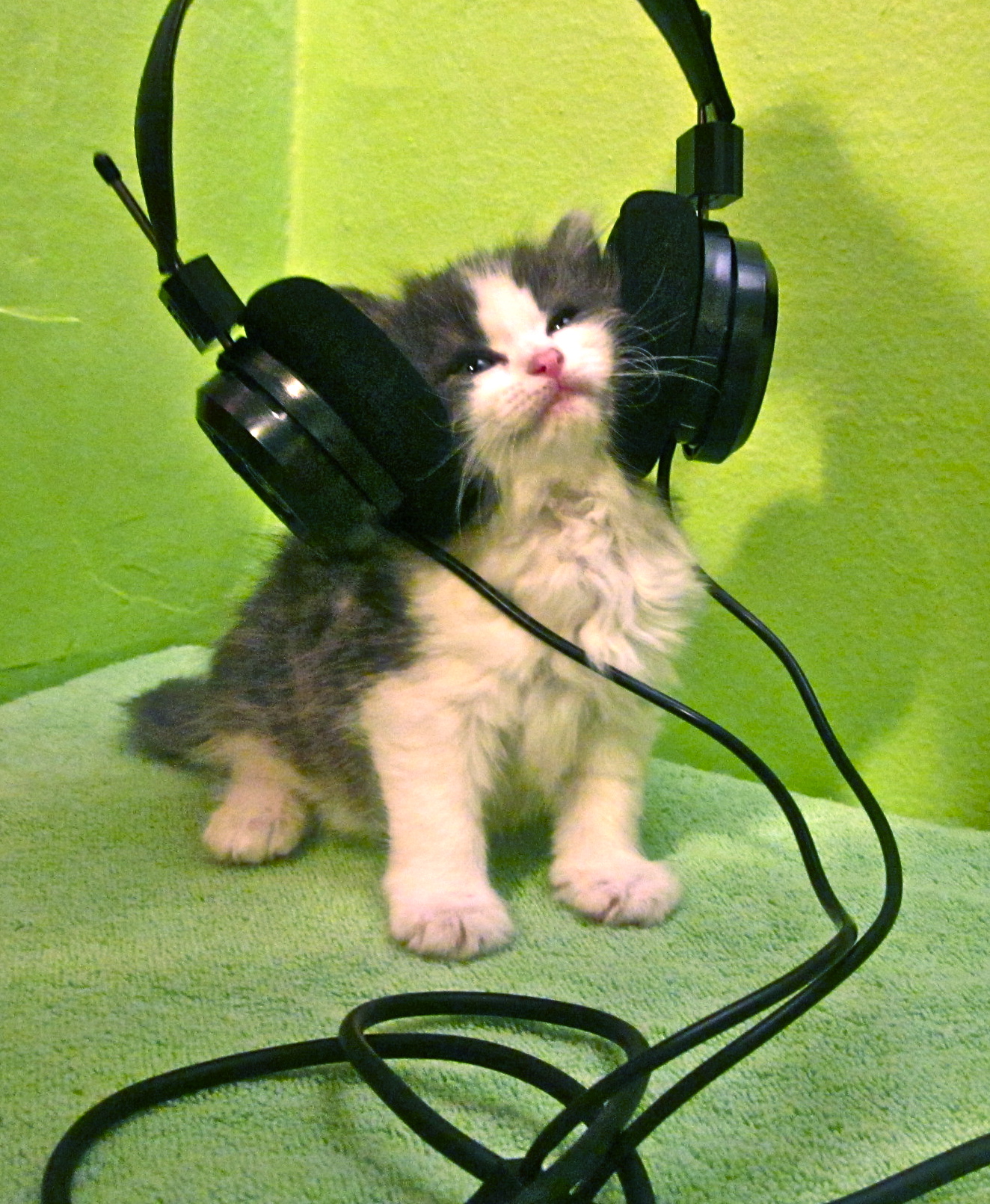 "The Kitten Who Says Ni! can not be swayed by feathers or wet meatz when listening to our favorite member station WHYY in Philadelphia!"