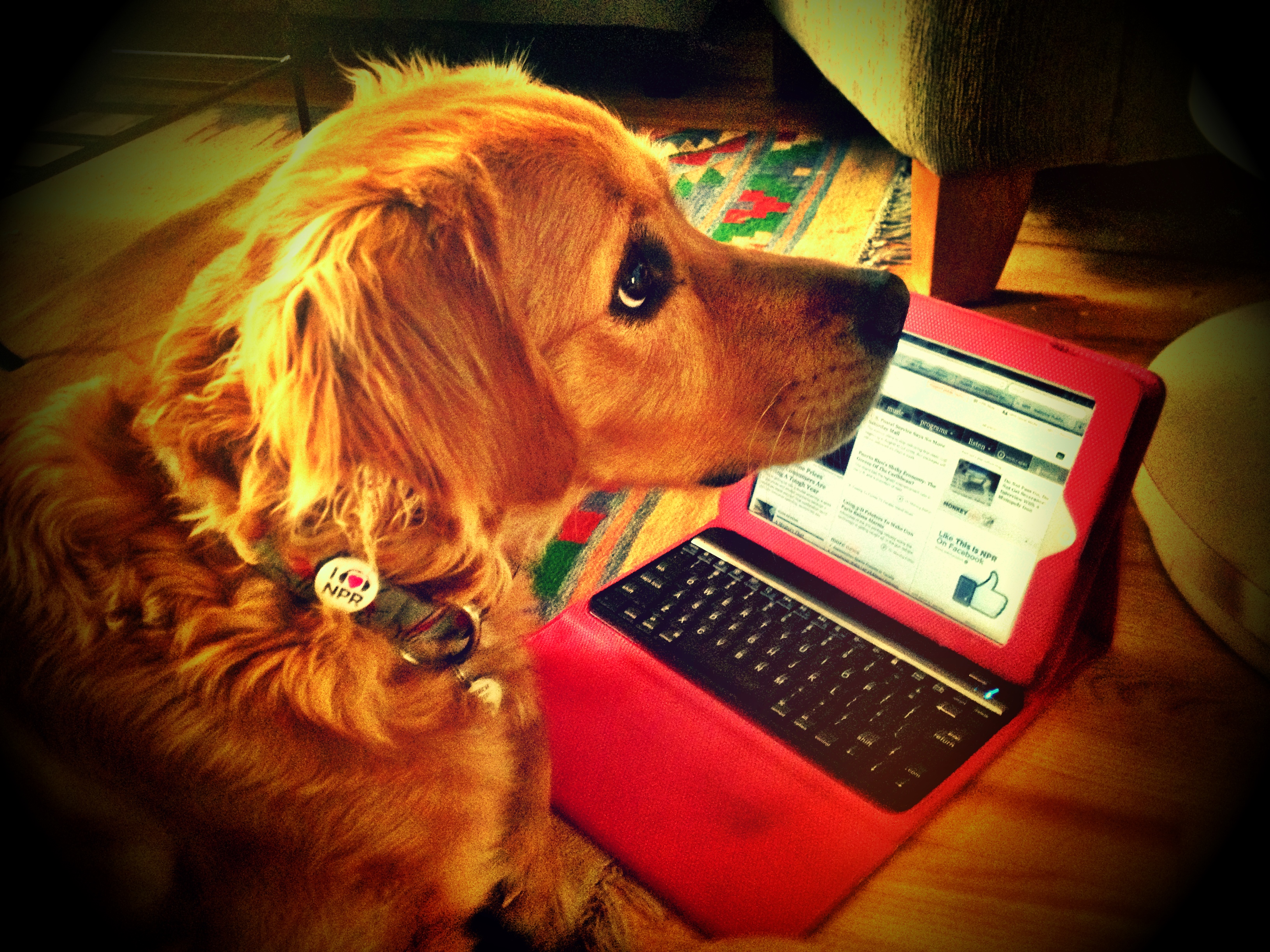 "Here is Wyatt. He loves listening to KCFR-AM Denver on my tablet!"