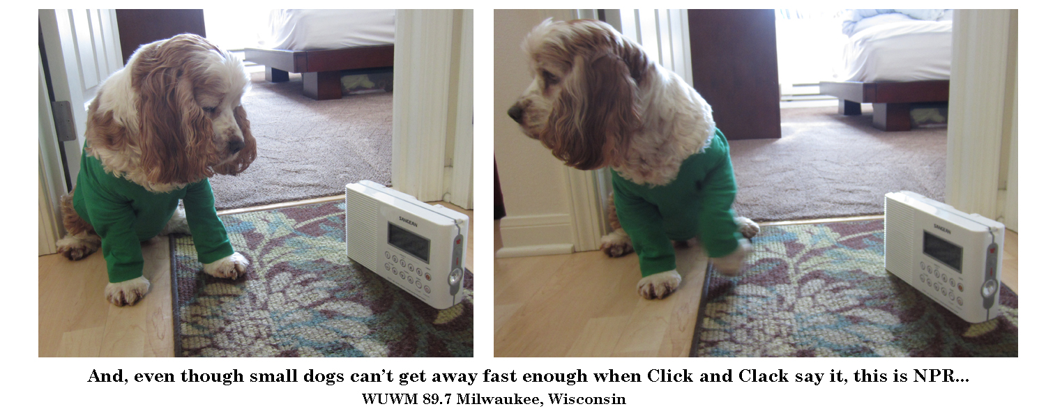 "This is Molly, our 11-year-old Cocker Spaniel, listening to WUWM 89.7 in Milwaukee, Wisconsin."