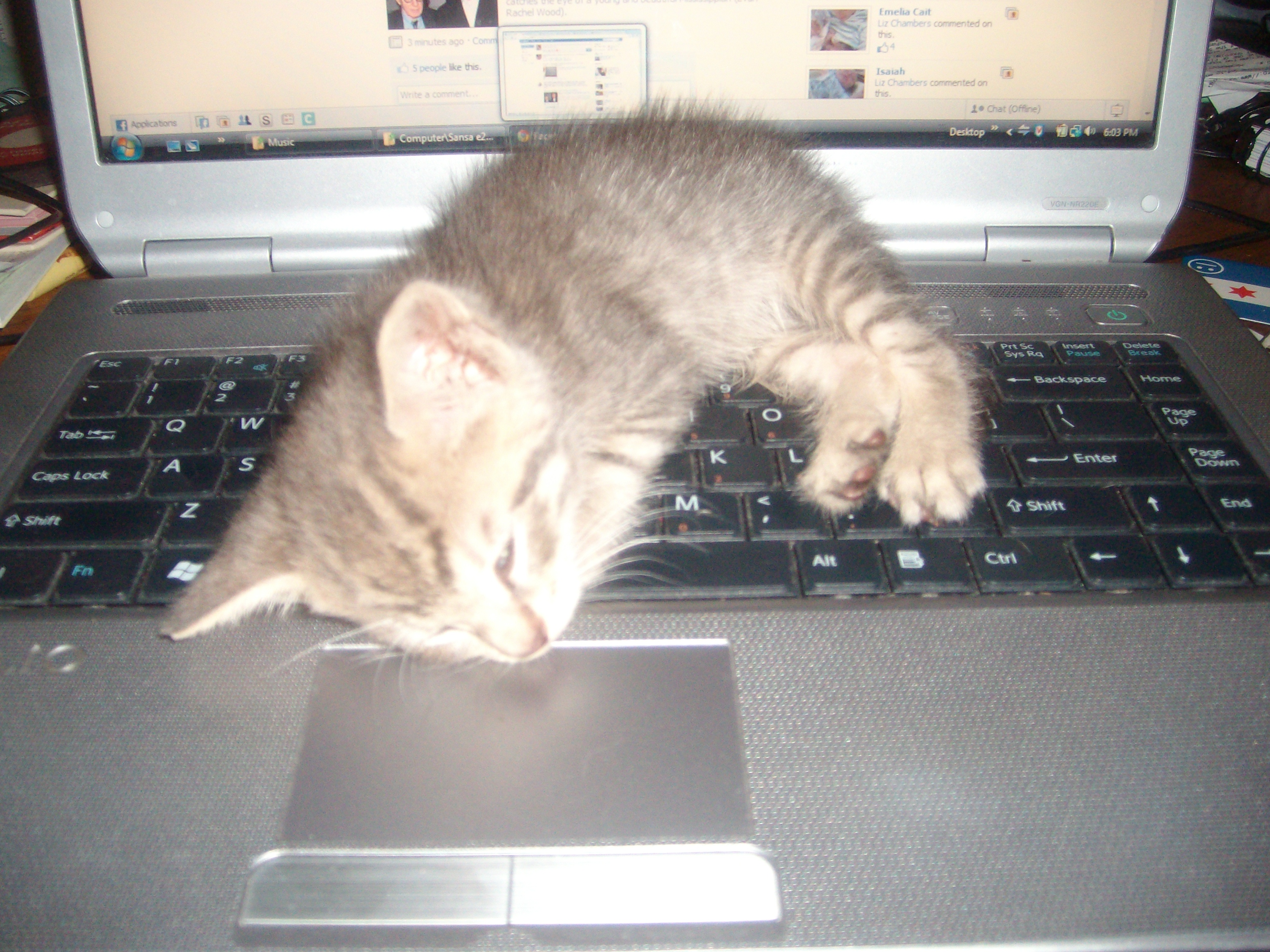 "Our cat George enjoys streaming the soothing sounds of Jazz with Bob Parlocha on WVPE 88.1 [Elkhart, IN] via www.wvpe.org."