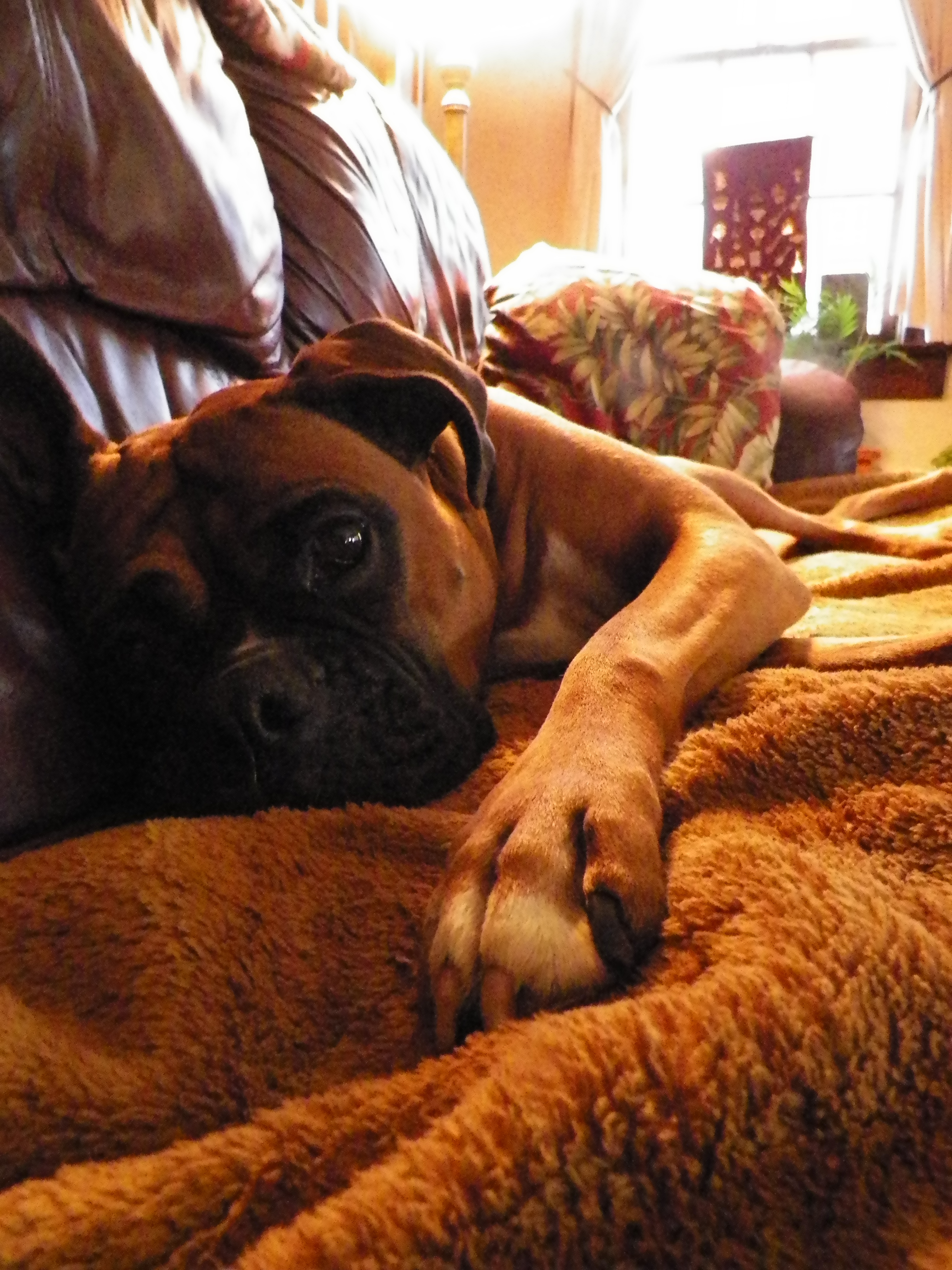"This is Mickey, a full-blooded boxer and lounger with a perpetual look of sad, puppy eyes aimed at making you feel terrible about going anywhere and not bringing her with you. (It's all an act.) Her (and my) favorite NPR station is WOSU in Columbus, Ohio."