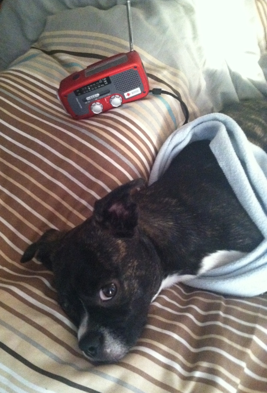 "Ernie listens to NPR on WNYC [New York, NY] all day while we're at work. Here he is saying 'Shhh, I'm trying to catch the morning news on WNYC!'"
