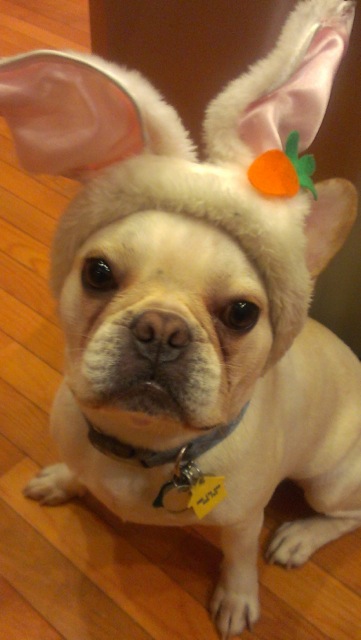 "Ziggy is all ears for NPR! He loves hearing what is cooking with Lynne Rosetto Kaspar at The Splendid Table and listening late night to Dick Gordon's The Story when he has insomnia."