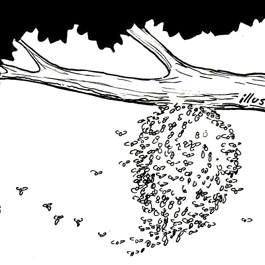 Old bee hive.