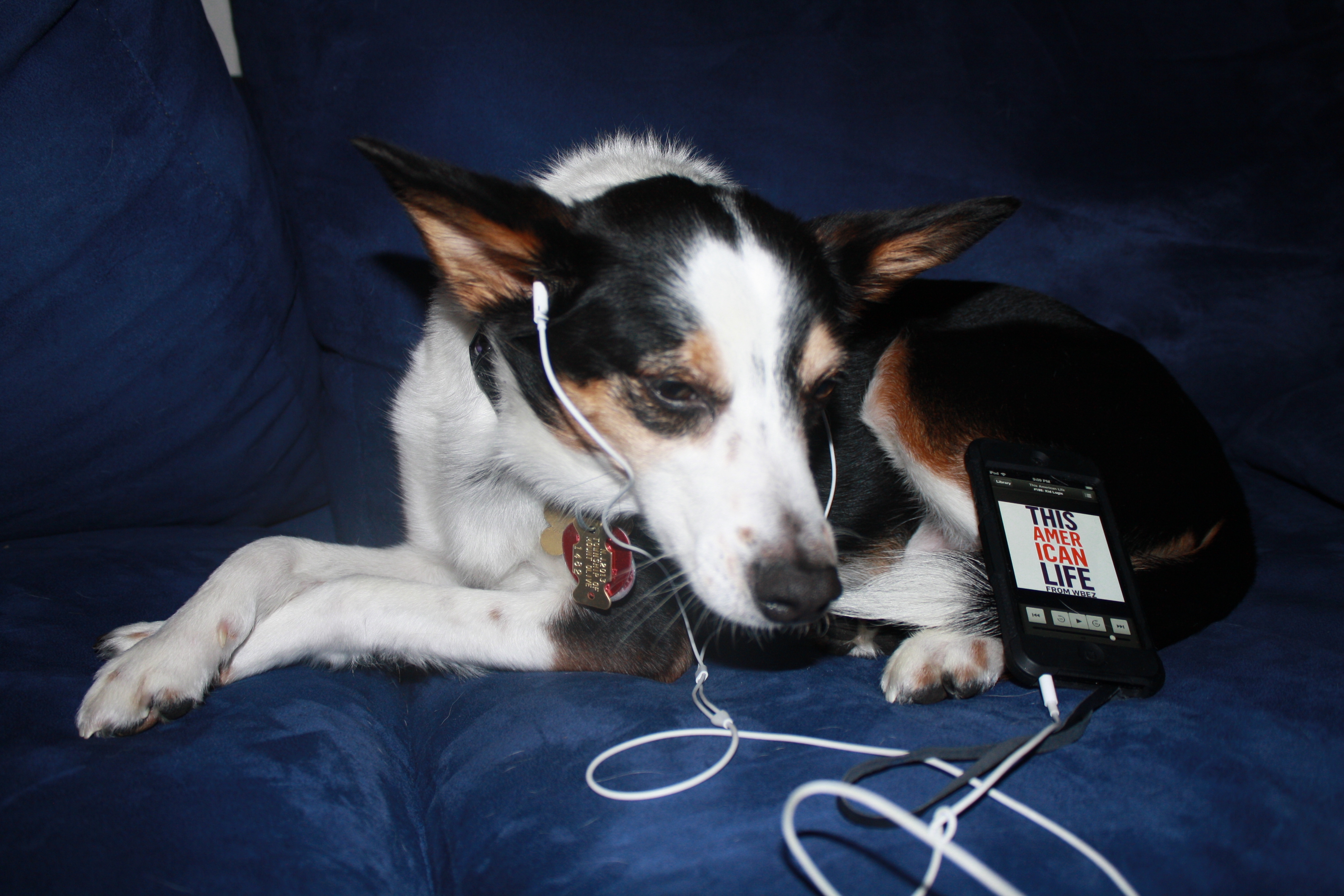 "Meet Spock. He likes to listen to WNYC in New York."