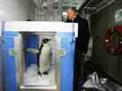The original "Happy Feet" ready for release aboard The New Zealand research vessel Tangaroa in Aug. 2011.