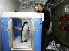 The original "Happy Feet" ready for release aboard The New Zealand research vessel Tangaroa in Aug. 2011. The original "Happy Feet" ready for release aboard The New Zealand research vessel Tangaroa in Aug. 2011.