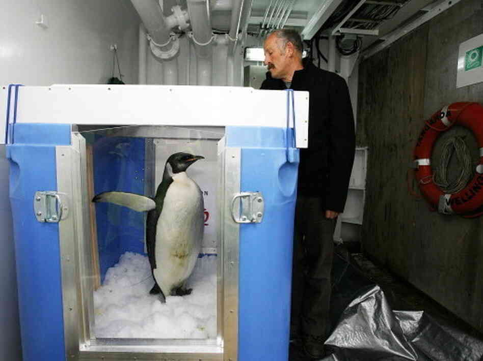 The original "Happy Feet" ready for release aboard The New Zealand research vessel Tangaroa in Aug. 2011.