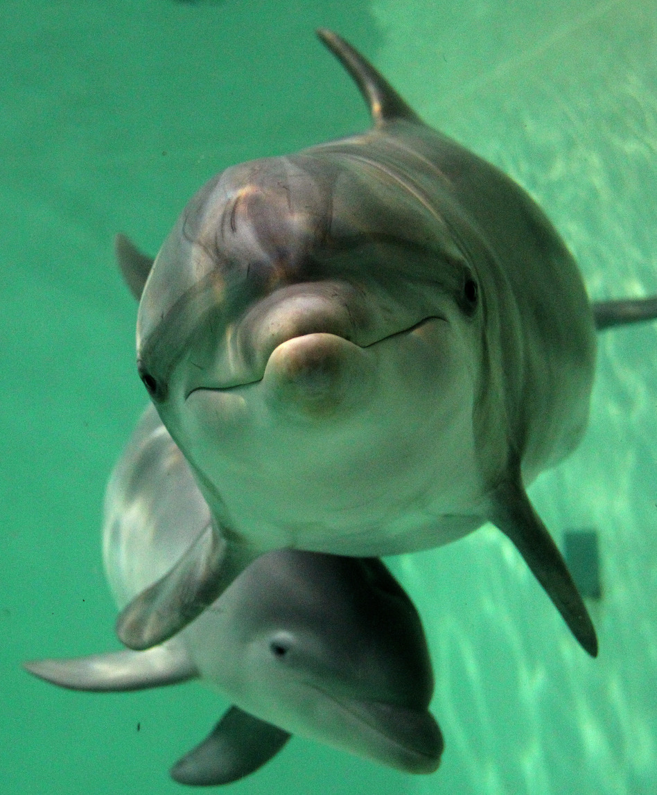 Baby bottlenose dolphin Doerte and her mother Delphi swim through their basin on October 18, 2011 at the zoo in Duisburg, western Germany.