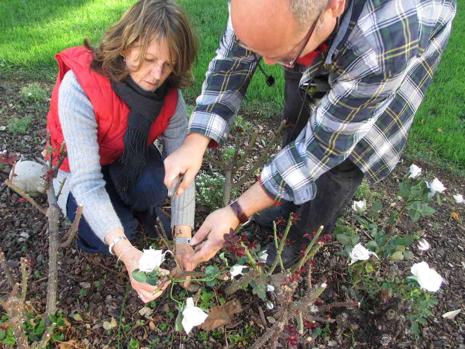 Karen O'Hara, along with one of her set dressers, wires white and yellow silk flowers to the canes of a dormant rosebush in a Los Angeles backyard.
