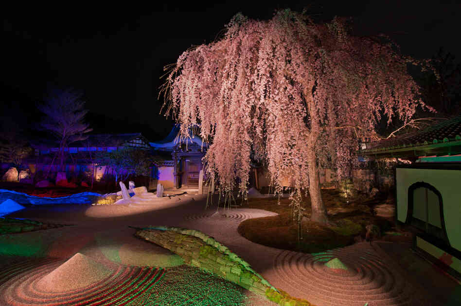 Sakura, Dry Garden, Kodaiji Temple, Kyoto, Japan
