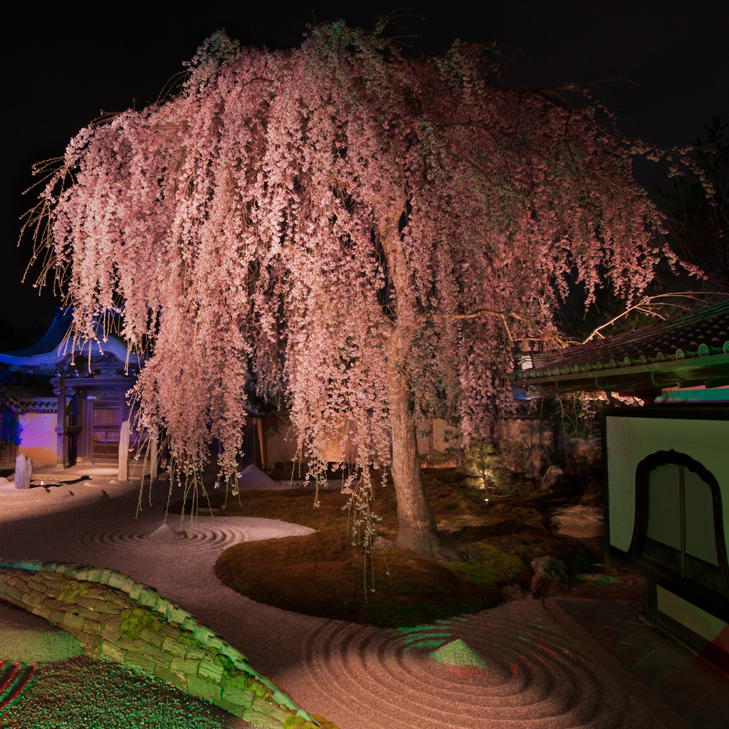 Sakura, Dry Garden, Kodaiji Temple, Kyoto, Japan