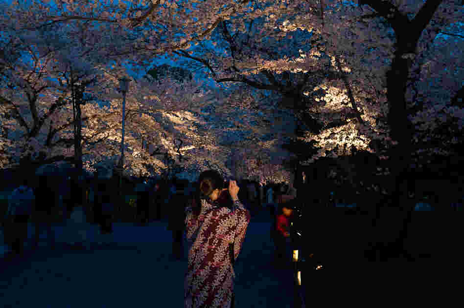 Hanami (flower viewing), Sakura (Cherry Blossom Festival), Nijo Castle, Kyoto, Japan