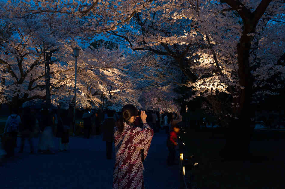 Hanami (flower viewing), Sakura (Cherry Blossom Festival), Nijo Castle, Kyoto, Japan