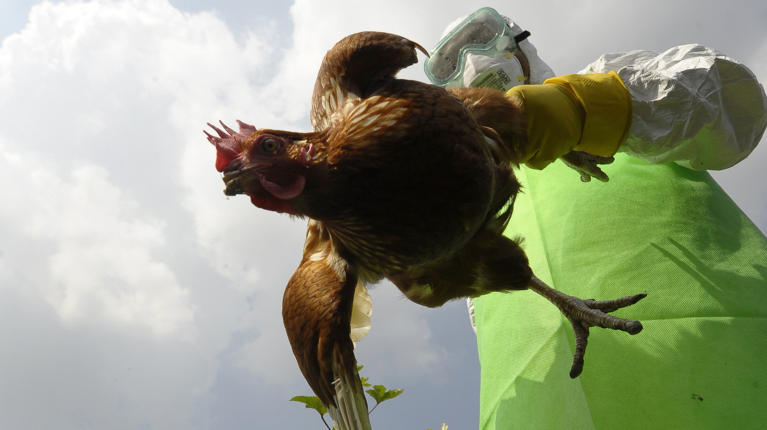 Health officials around the world are on constant lookout for the deadly bird flu. Here a worker collects chickens on a farm in Kathamndu, Nepal, where the virus was suspected of infecting poultry last October.