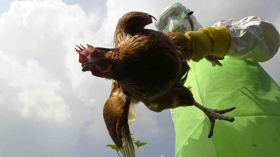 Health officials around the world are on constant lookout for the deadly bird flu. Here a worker collects chickens on a farm in Kathamndu, Nepal, where the virus was suspected of infecting poultry last October.