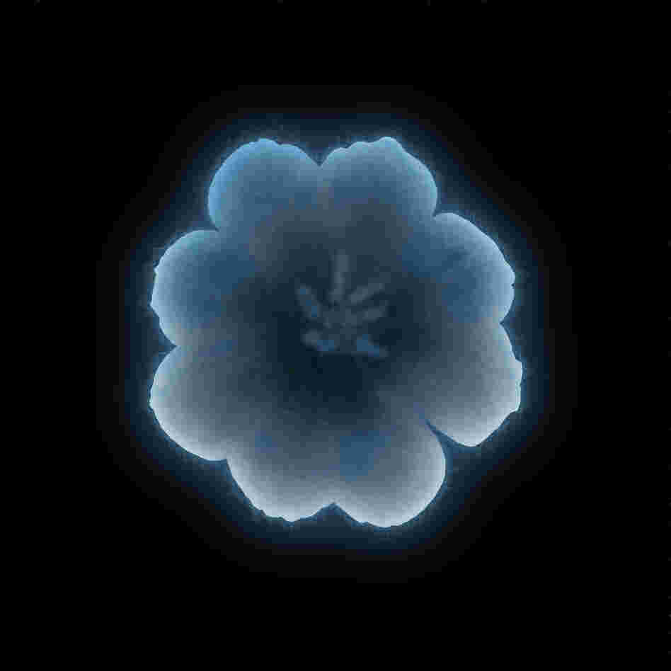 Electric field (artist's depiction). Flowers have a weak negative electric charge relative to the air around them. Different flowers have different electric fields, often with charge concentrated at the tips of the petals.