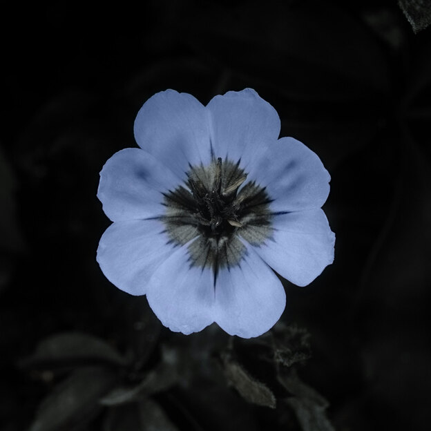 Ultraviolet (false color). Bees and other pollinators can see the ultraviolet end of the spectrum. They are guided by patterns on flowers that are invisible to humans.