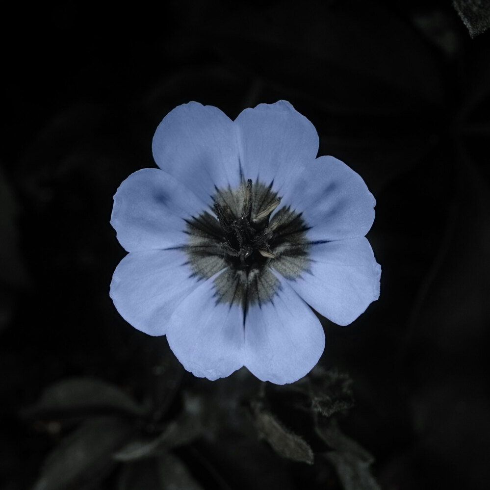 Ultraviolet (false color). Bees and other pollinators can see the ultraviolet end of the spectrum.  They are guided by patterns on flowers that are invisible to humans.