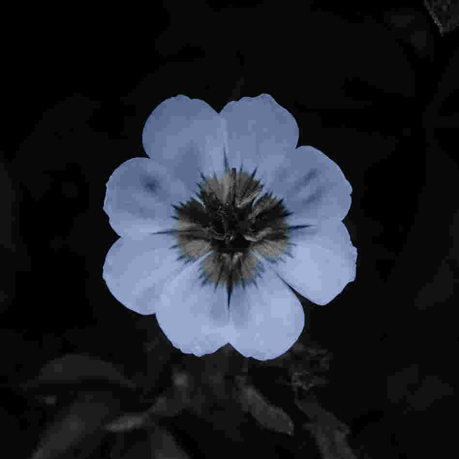 Ultraviolet (false color). Bees and other pollinators can see the ultraviolet end of the spectrum.  They are guided by patterns on flowers that are invisible to humans.