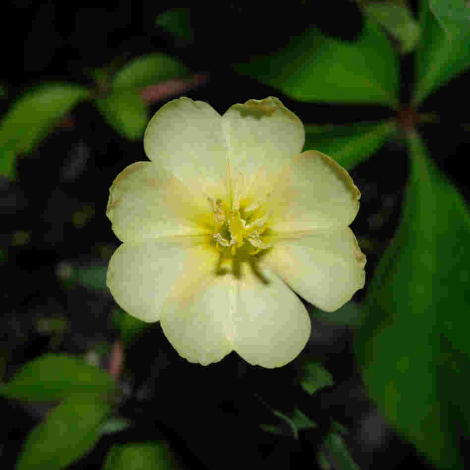 Visible spectrum. Certain bright colors and petal shapes attract certain pollinators.